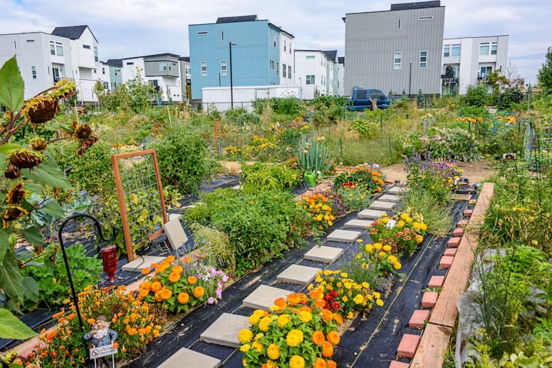 Yellow flowers in a community garden